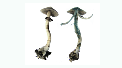 圖片關(guān)鍵詞 https://www.mushroommarket.net/file/upload/202004/28/14-05-03-45-283825.png